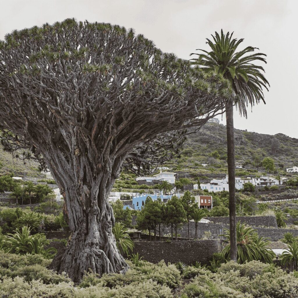 Psicólogo en Icod de los Vinos