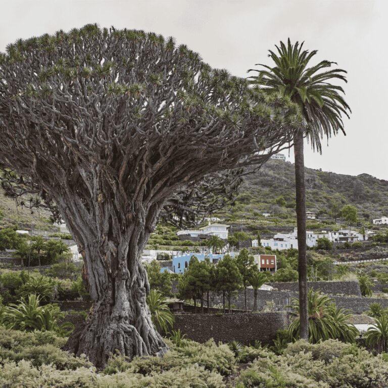 Psicólogo en Icod de los Vinos