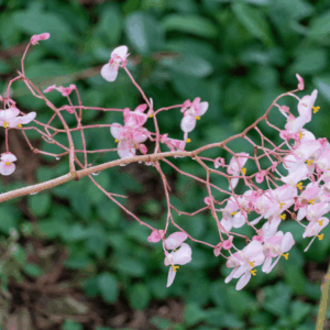 Psicólogo en La Orotava